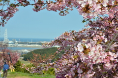 靜豊園の河津桜