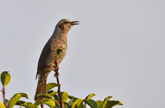 秋の夕方の鳥