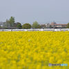 菜の花特急　885系