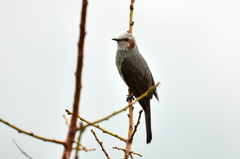 家の近所に来た野鳥　ヒヨドリ