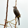 家の近所に来た野鳥　ヒヨドリ