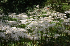 築上町　正光寺　白い彼岸花 2