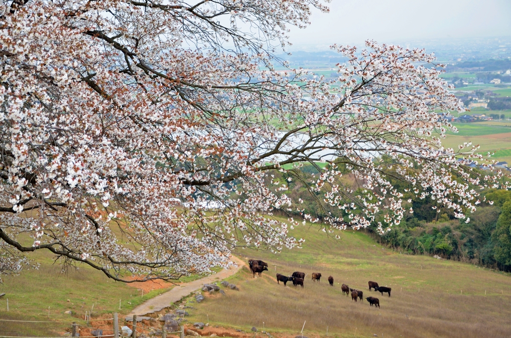 才尾の一本桜　牧場の牛さん