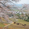 才尾の一本桜　牧場の牛さん