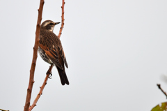 そばに来た野鳥　ツグミ