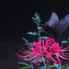 紅ピンクの花