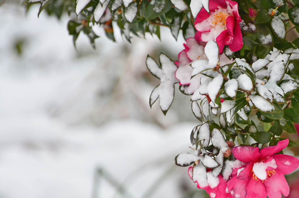 山茶花の雪