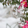 山茶花の雪