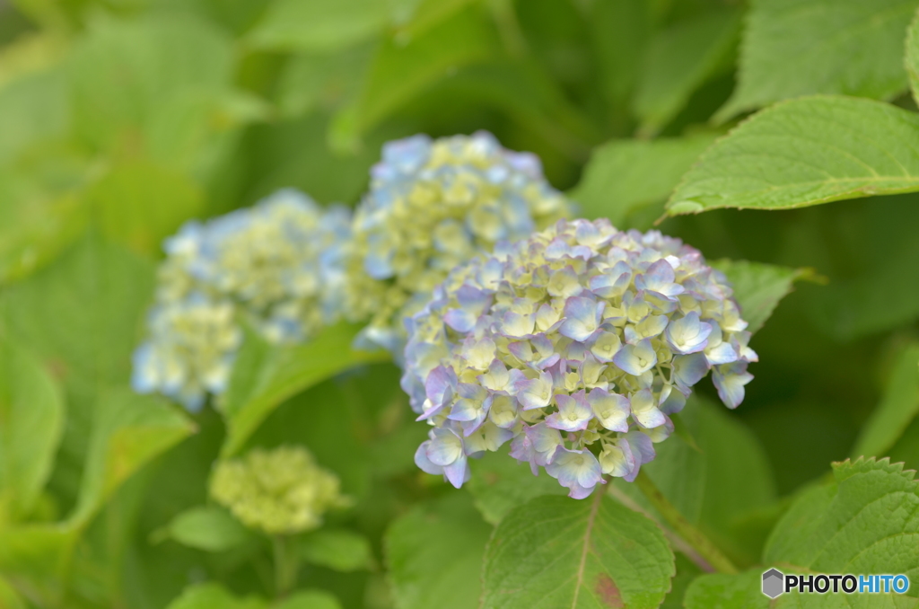 咲き始めの紫陽花-2
