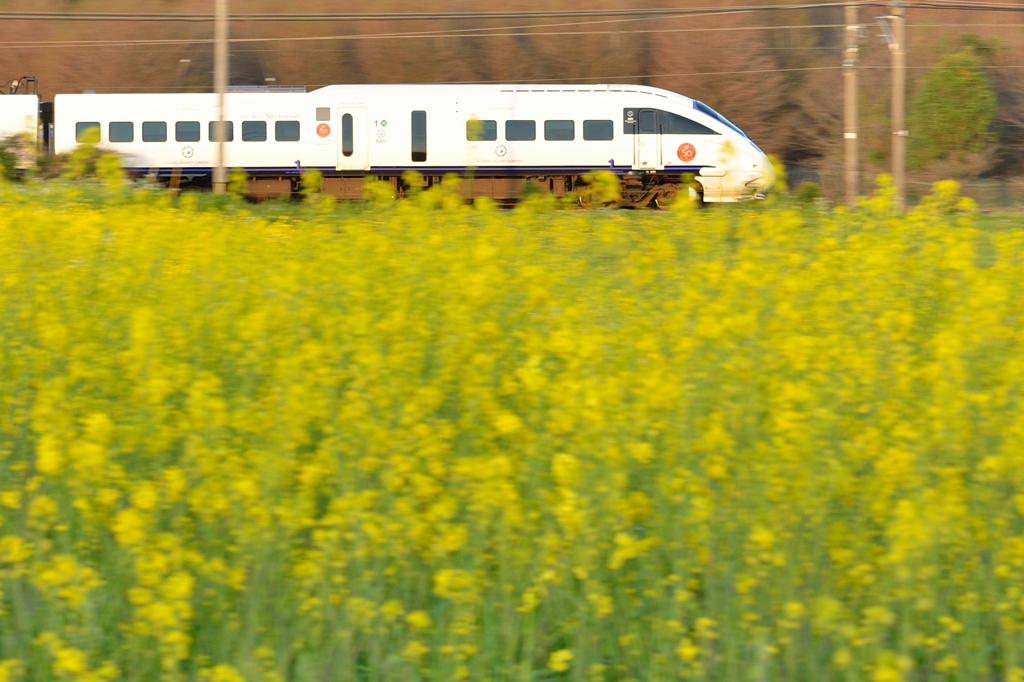 菜の花特急　885系