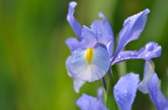 家の花　アイリス