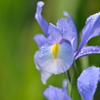 家の花　アイリス