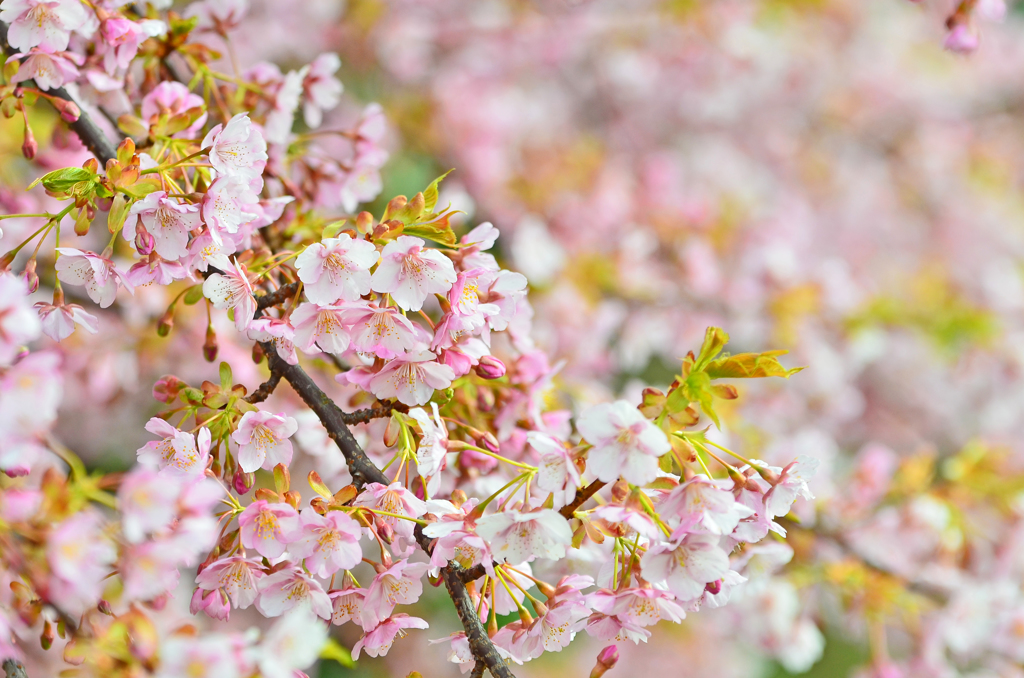 静豊園の河津桜