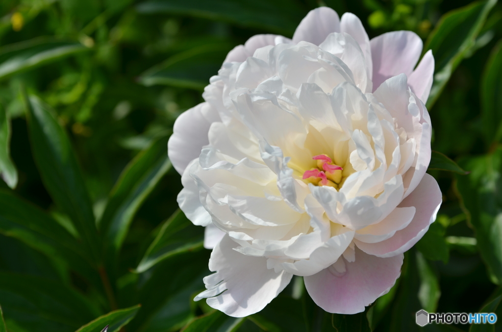 芍薬～しゃくやく～1