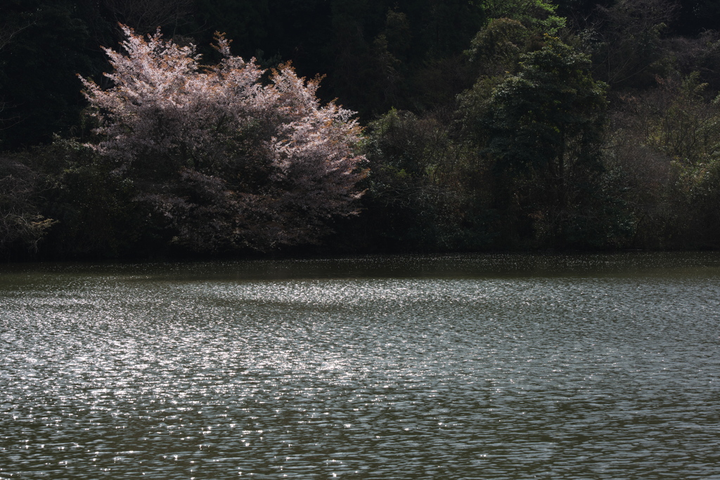 山桜