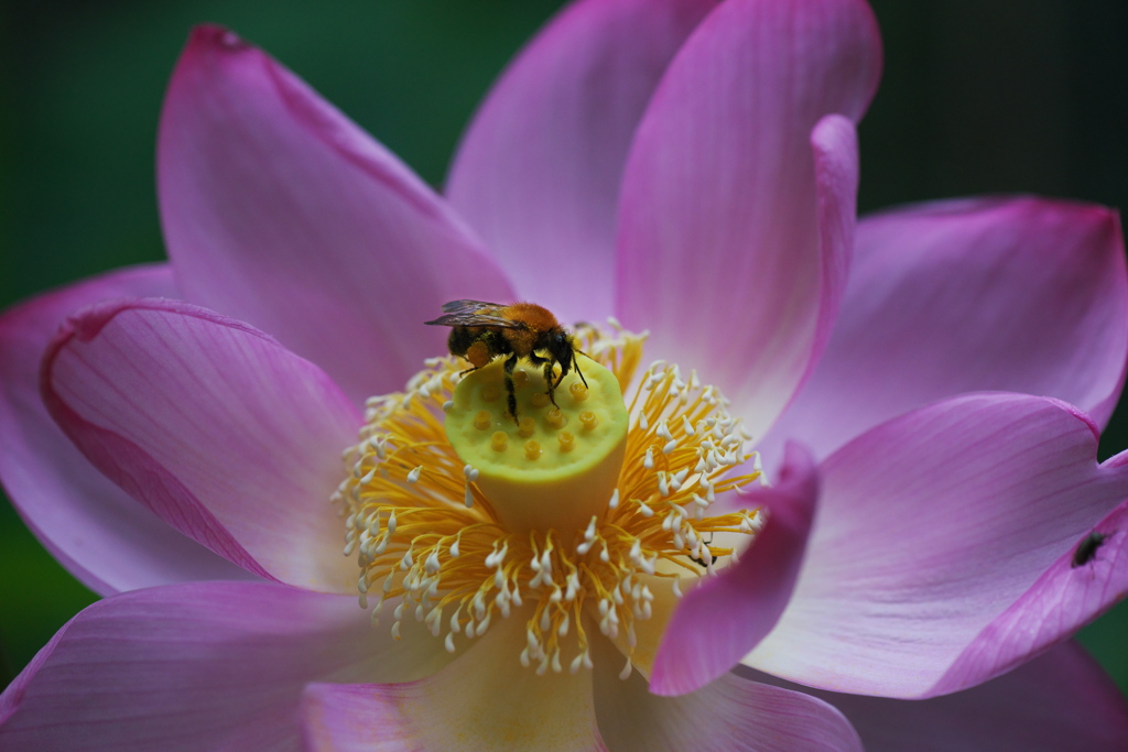 蓮の花