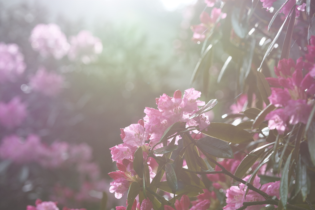 石楠花の朝