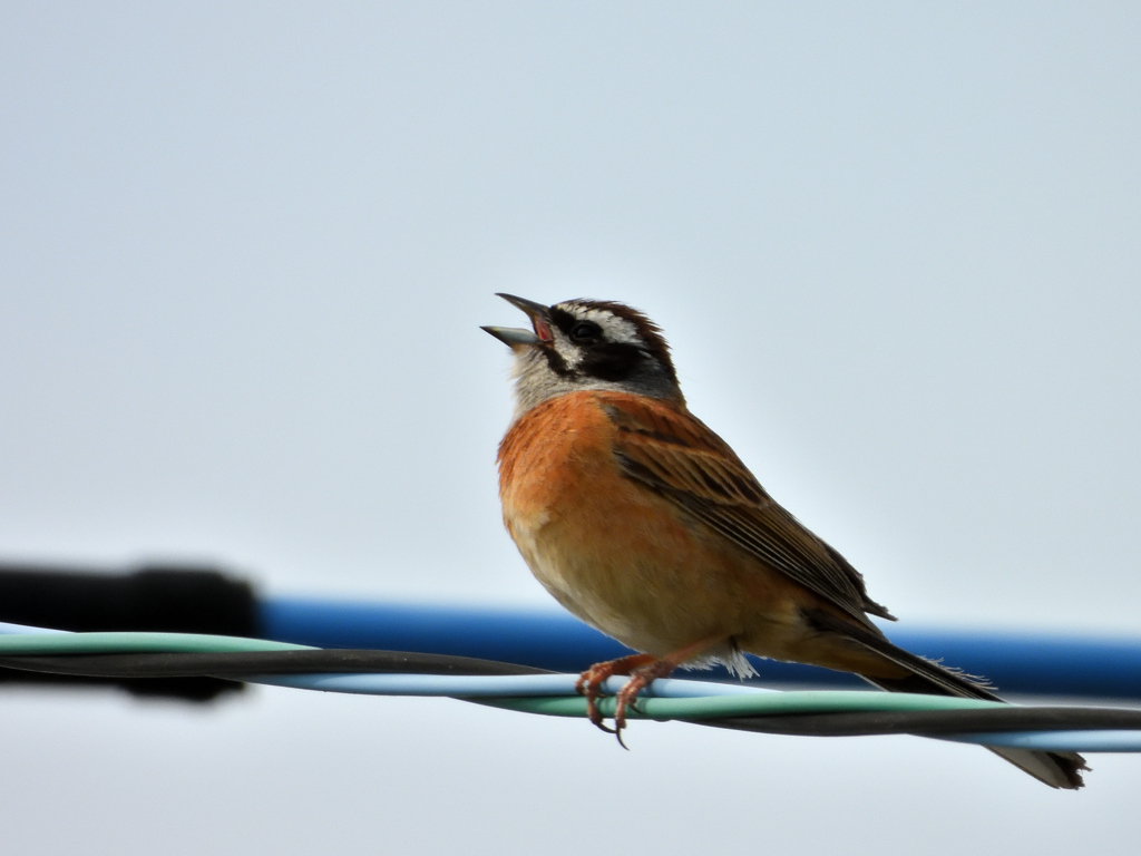 ホオジロ鳴いてます