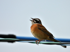 ホオジロ鳴いてます
