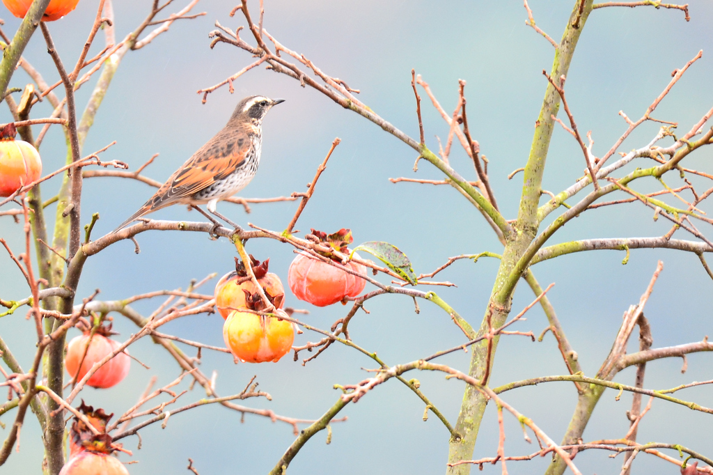 そこに来た野鳥