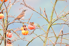 そこに来た野鳥