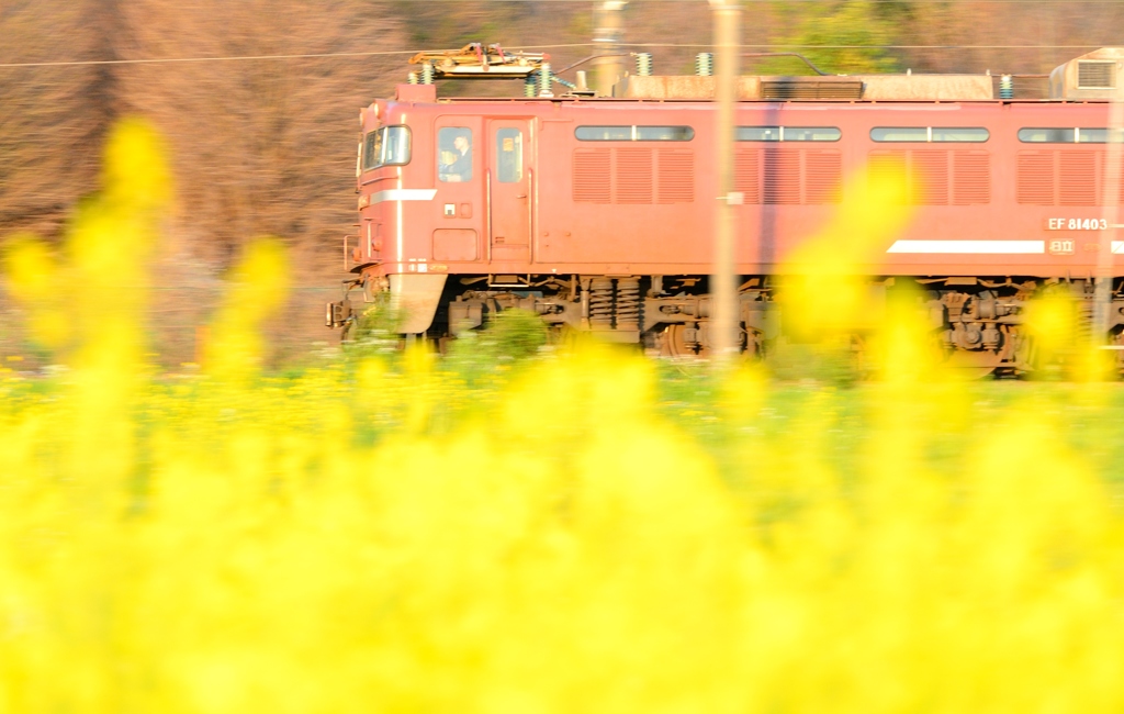 菜の花電車 EF81403