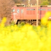 菜の花電車 EF81403