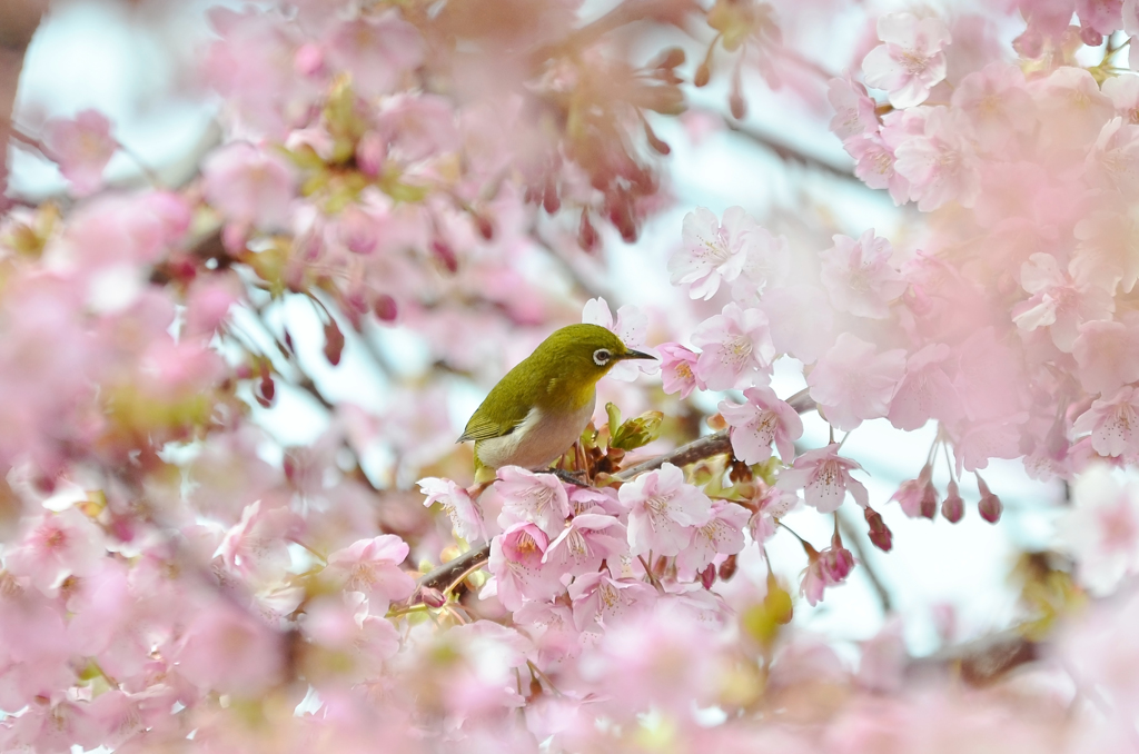 静豊園の河津桜とメジロ