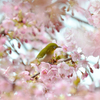 静豊園の河津桜とメジロ
