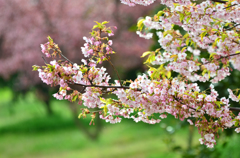 河津桜