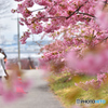 静豊園の河津桜