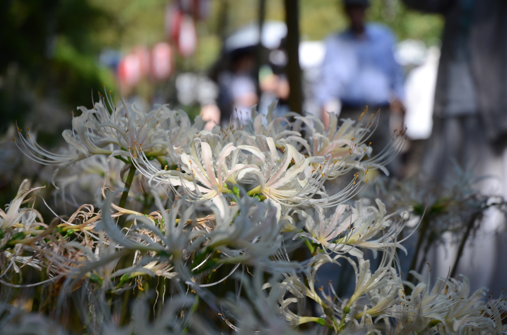 築上町　正光寺　白い彼岸花 3