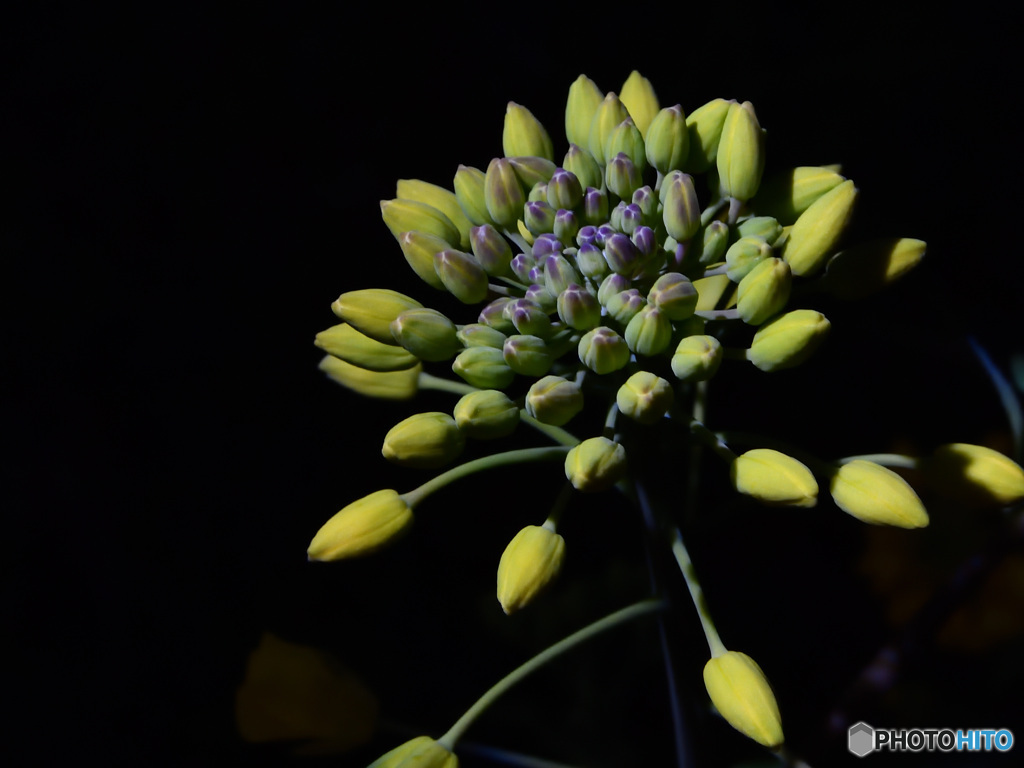 菜の花