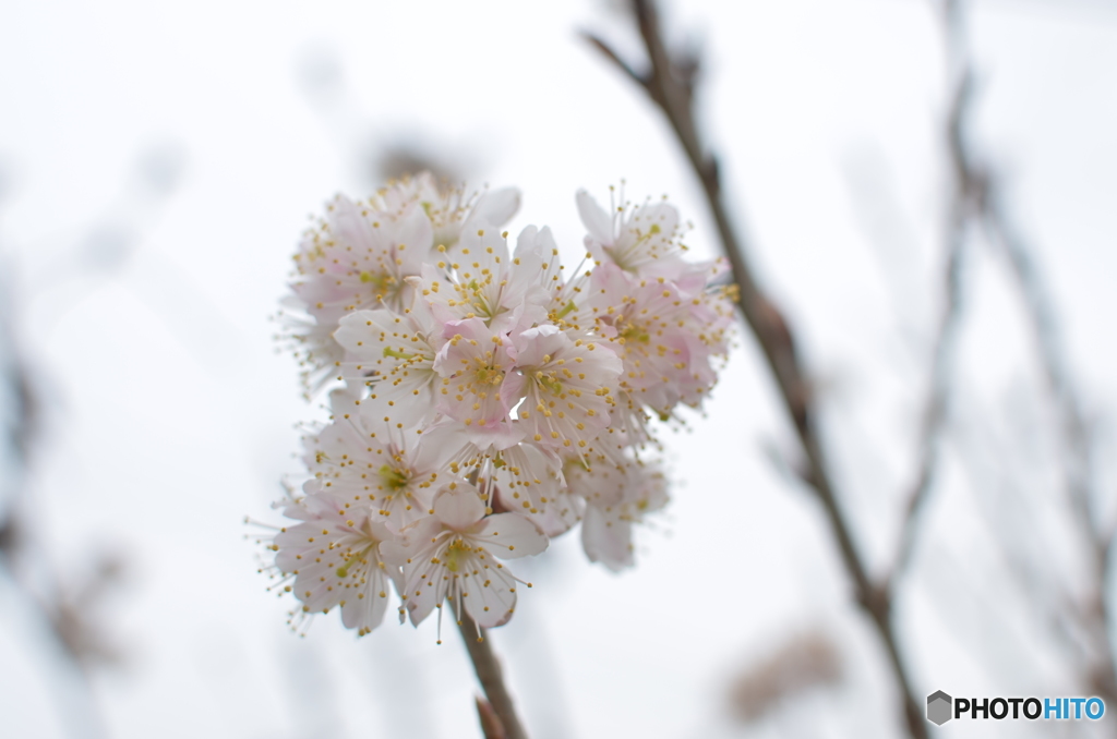 さくらんぼの花-3