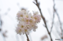 さくらんぼの花-3