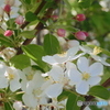 リンゴの花