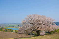 才尾の一本桜
