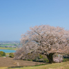 才尾の一本桜