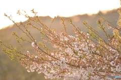 もうすぐ終わりの桜