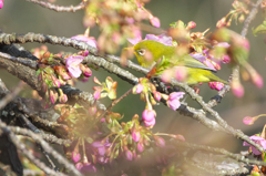 河津桜にメジロ