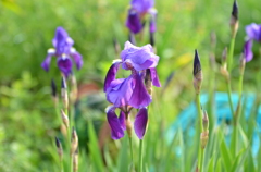 家の花　春 　菖蒲