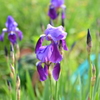 家の花　春 　菖蒲