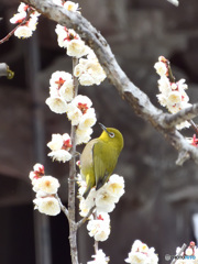 梅の花が好き！