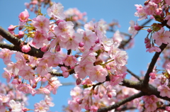 靜豊園の河津桜
