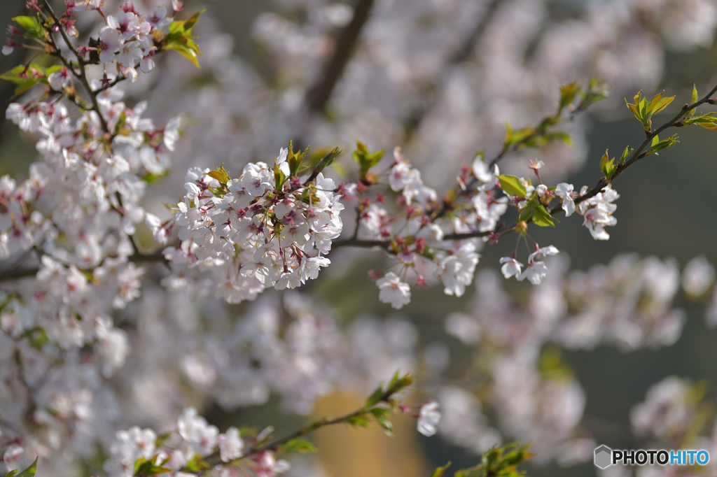 桜