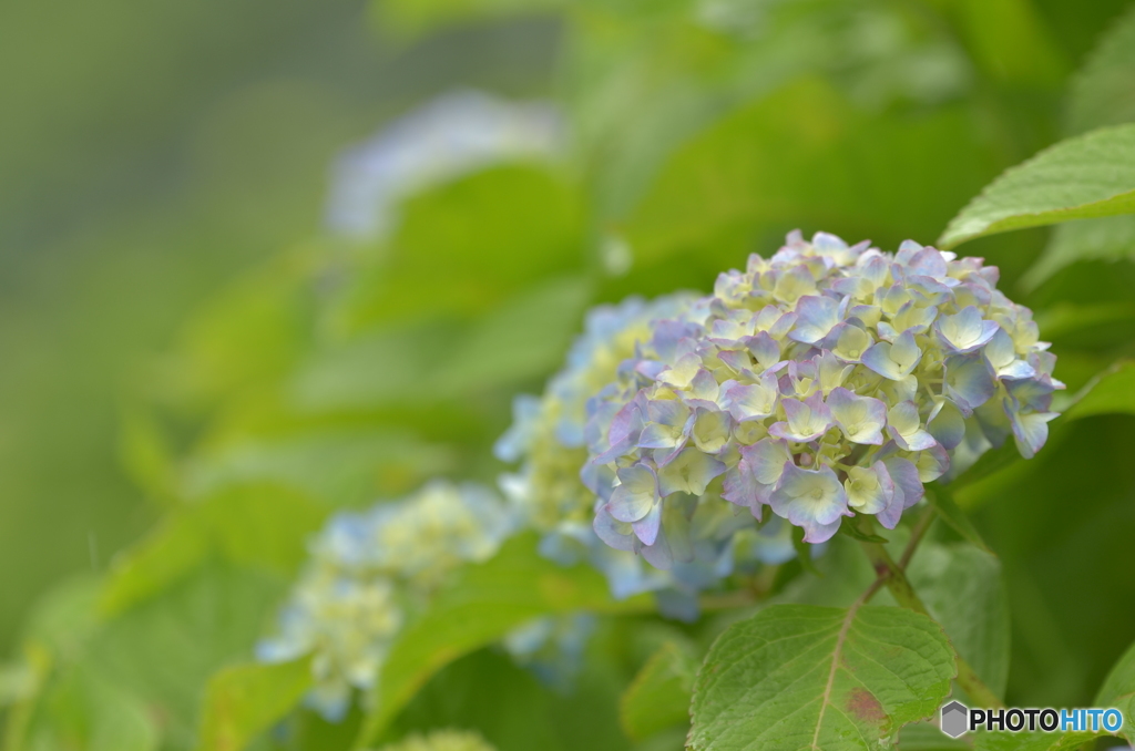 咲き始めの紫陽花-3