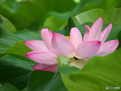 蓮の花　咲き始めました