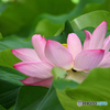 蓮の花　咲き始めました
