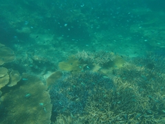 P7260094