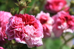 薔薇１